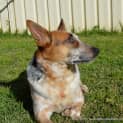 Photo of Porsche (On Trial 20/12/14) Stumpy Tail Cattle Dog
