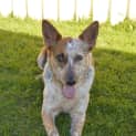 Photo of Porsche (On Trial 20/12/14) Stumpy Tail Cattle Dog