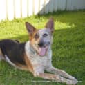 Photo of Porsche (On Trial 20/12/14) Stumpy Tail Cattle Dog