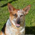 Photo of Porsche (On Trial 20/12/14) Stumpy Tail Cattle Dog