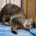 Photo of "Duchess" Purrfect Match