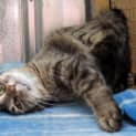 Photo of "Duchess" Purrfect Match