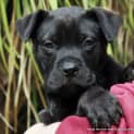 Photo of Xanthe (On Trial 13/9/14)~ Labrador X Mastiff Pup