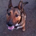 Photo of Rufus