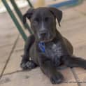 Photo of Puppy Dynamo (On Trial ~25/9/14)