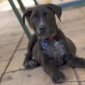 Photo of Puppy Dynamo (On Trial ~25/9/14)