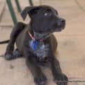 Photo of Puppy Dynamo (On Trial ~25/9/14)