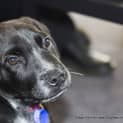Photo of Puppy Dynamo (On Trial ~25/9/14)