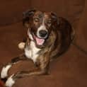 Photo of Stella
