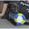 Photo of Puppy Dynamo (On Trial ~25/9/14)