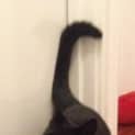 Photo of Harriet (Bn C256) 