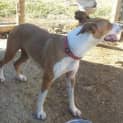 Photo of Sahara (Adoption Pending)