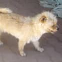 Photo of Suri