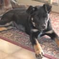 Photo of Tyson
