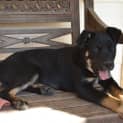 Photo of Tyson