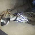 Photo of Dexter