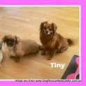 Photo of Tiny Tot (On Trial 19/10/14) ~ Tibetan Spaniel