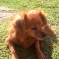 Photo of Tiny Tot (On Trial 19/10/14) ~ Tibetan Spaniel