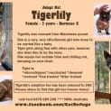 Photo of Tigerlily