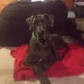 Photo of Olive 