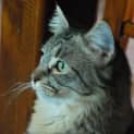 Photo of Bentley