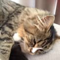 Photo of Lily