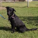 Photo of Roscoe