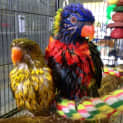 Photo of Bird (Squawks Pet Store)