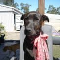Photo of Bindi
