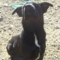 Photo of Sparky (Adoption Pending)