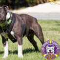 Photo of Diesel