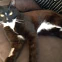 Photo of Louie (Bn C260)