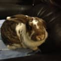 Photo of Bridget