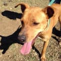 Photo of Amber (Adoption Pending)