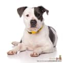 Photo of Daisy (On Trial 6/12/14)~ Purebred American Staffy