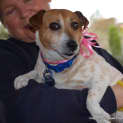 Photo of Jessie The Jack Russell (On Trial 15/9/14)