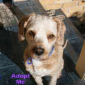 Photo of Jack The Cavoodle (On Trial 17/9/14)
