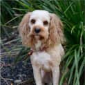 Photo of Jack The Cavoodle (On Trial 17/9/14)