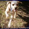 Photo of Jack The Cavoodle (On Trial 17/9/14)