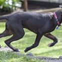 Photo of Buddha (On Trial 21/9/14) ~ Kelpie X Staffy