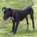 Photo of Buddha (On Trial 21/9/14) ~ Kelpie X Staffy