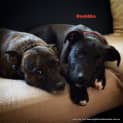 Photo of Buddha (On Trial 21/9/14) ~ Kelpie X Staffy