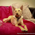 Photo of Lottie (On Trial 3/10/14 ~ Blonde Kelpie