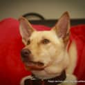 Photo of Lottie (On Trial 3/10/14 ~ Blonde Kelpie