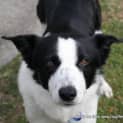 Photo of Charlie The Border Collie (On Trial 15/9/14)