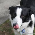 Photo of Charlie The Border Collie (On Trial 15/9/14)