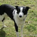 Photo of Charlie The Border Collie (On Trial 15/9/14)