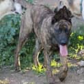 Photo of Pepper