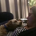 Photo of Jack The Cavoodle (On Trial 17/9/14)