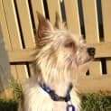 Photo of Ricky ~ Silky Terrier (No Longer Availablel)